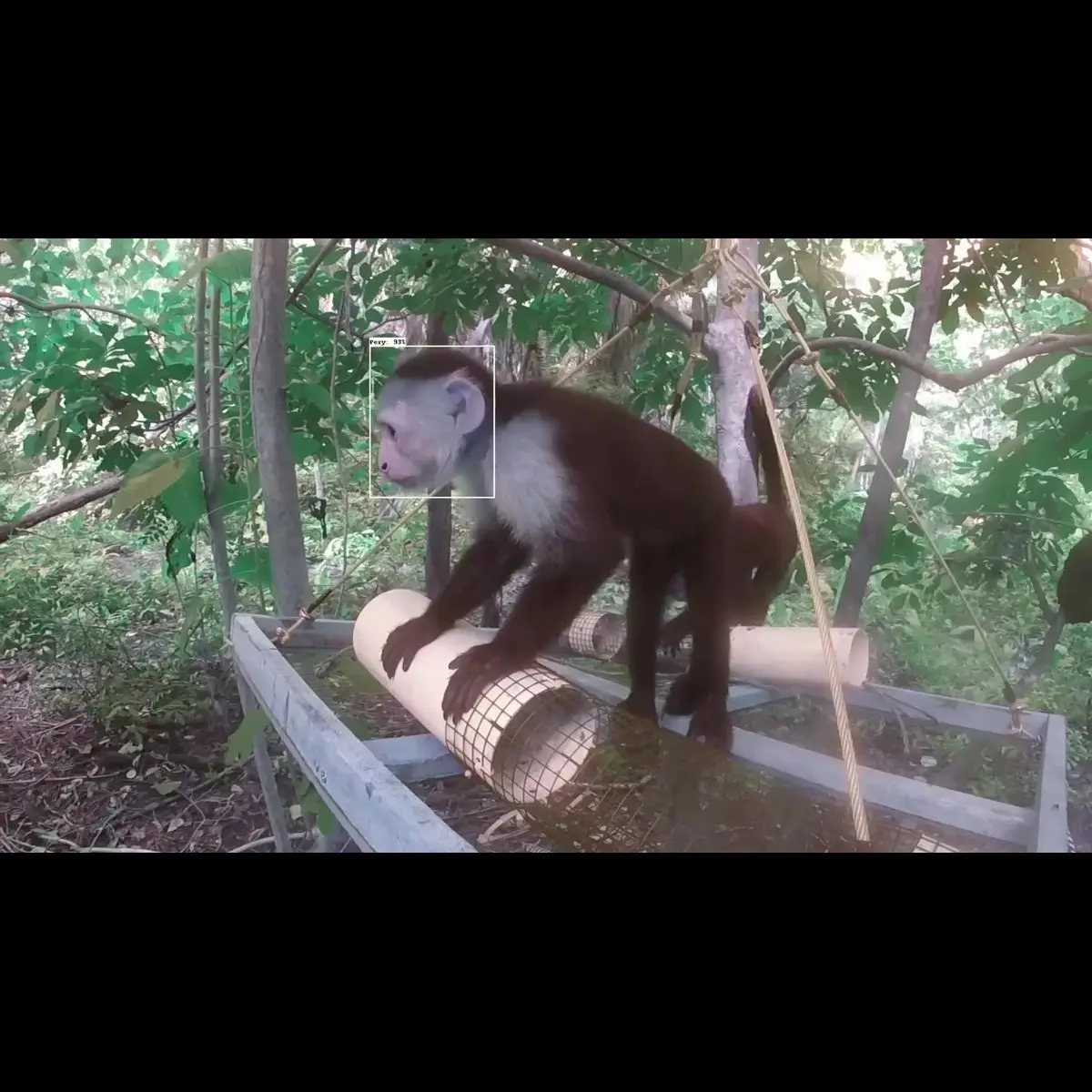 ai mo ra ky nguyen moi trong nghien cuu nhan thuc khi capuchin o moi truong hoang da